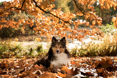 tricolor Rough collie puppy laying down on dried brown leaves under tree thumbnail