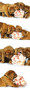 four French mastiff puppies eating meat collage thumbnail