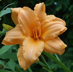 close-up photo of yellow daylily thumbnail