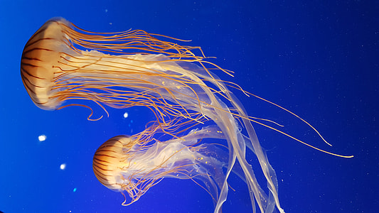 two close up photography of jellyfishes thumbnail