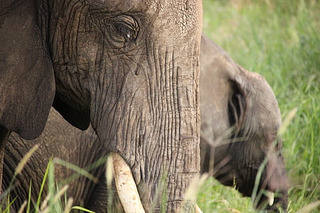 two gray elephants thumbnail