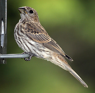 brown and gray bird on metal handle thumbnail