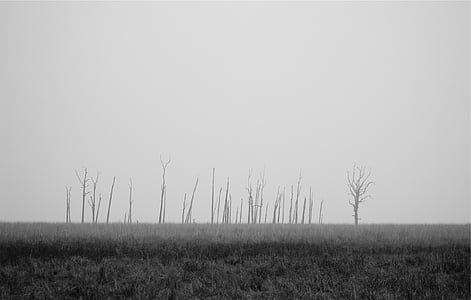 grayscale photo of grass field thumbnail