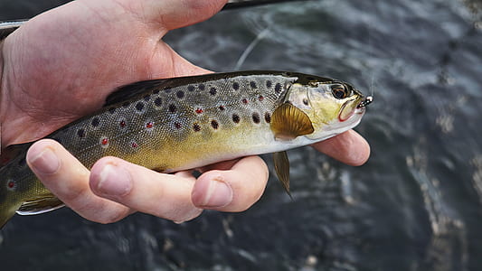 person holding silver, beige, and black fish thumbnail