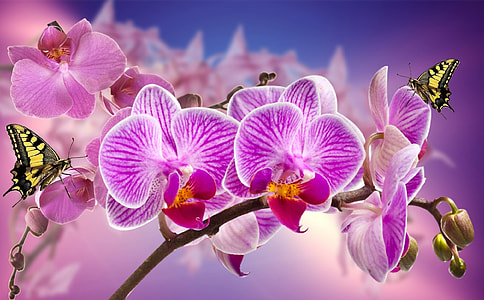 purple and white petaled flowers thumbnail