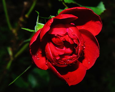 red rose closeup photography thumbnail