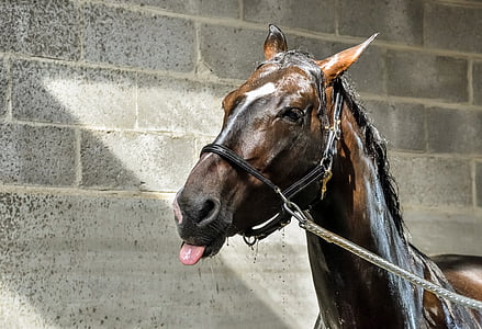 brown horse thumbnail