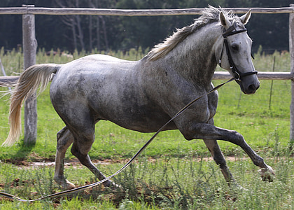 white and gray stallion running on grass field during daytime thumbnail