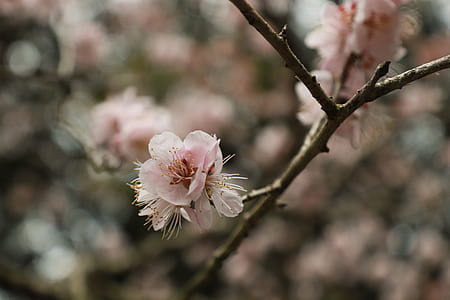 closeup photography of pink petaled flower thumbnail