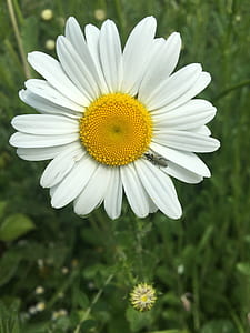 selective focus photography of white daisy flower in bloom thumbnail