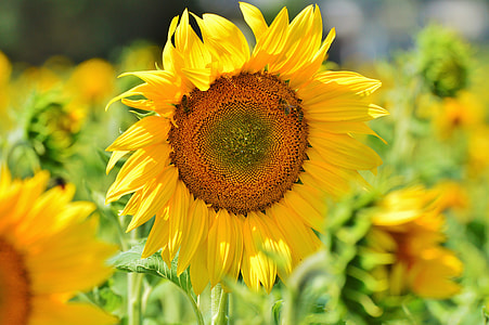 tilt photography of sunflower thumbnail
