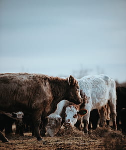 brown and white cattle calves on grass field thumbnail