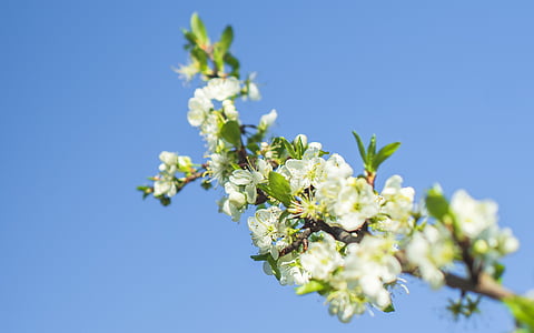 white-petaled flower thumbnail
