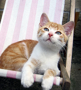 orange tabby kitten sitting on white and pink striped lounger thumbnail
