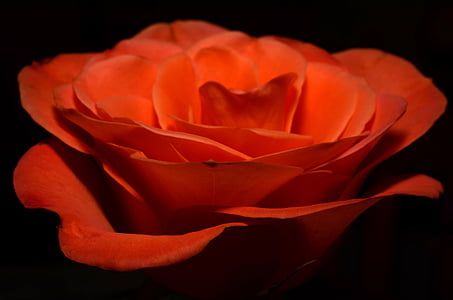 red rose thumbnail