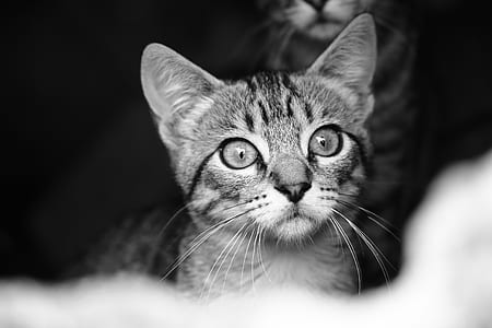 grayscale photo of tabby cat thumbnail