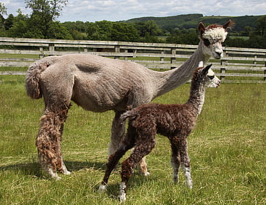 two llamas inside ranch thumbnail