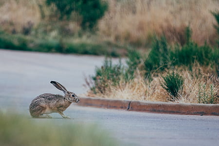 brown hare on asphalt road thumbnail