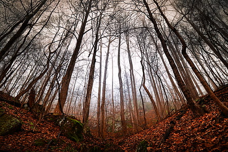 tall brown trees thumbnail