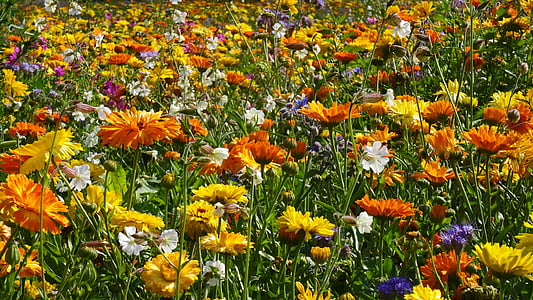 assorted-color flowers lot thumbnail