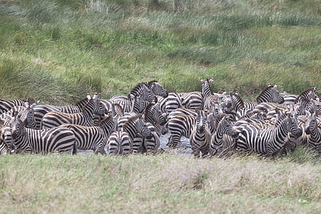 black and white Zebras thumbnail