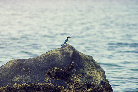 King Fisher on the Rock Near Body of Water thumbnail