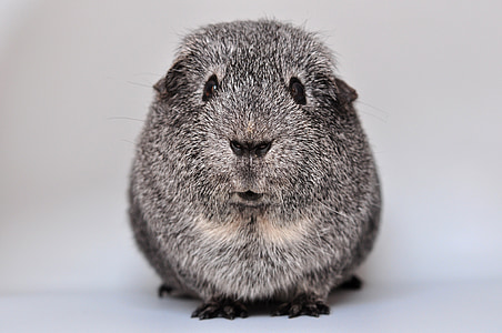 gray and white rodent thumbnail