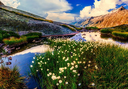 white petaled flowers near body of water and mountain thumbnail