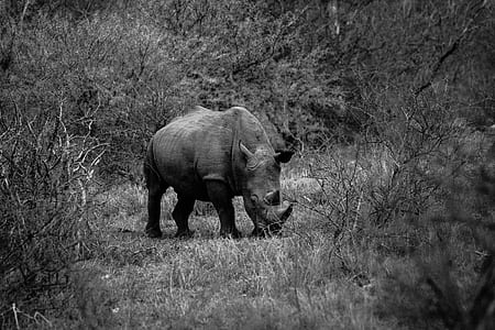 grayscale photography of rhinoceros thumbnail