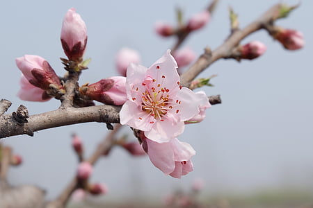 cherry blossoms thumbnail
