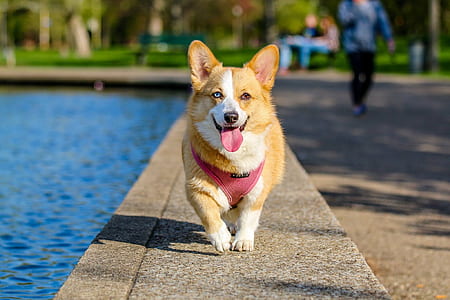 medium-coat yellow and white dog besides body of water with red scarf at daytime thumbnail
