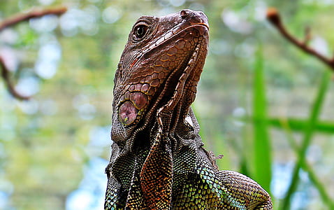 brown iguana thumbnail
