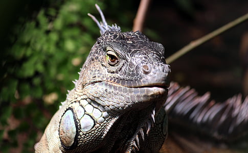 gray komodo dragon thumbnail