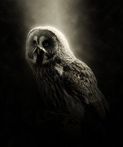white and black owl thumbnail