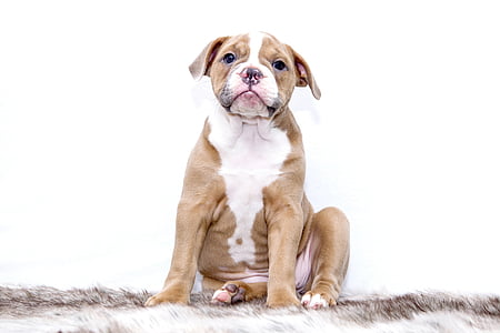 shallow focus photography of brown American pitbull terrier puppy thumbnail
