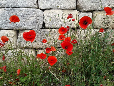 red flowers with green grass leaves macro shot thumbnail