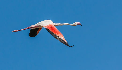soaring high red and white long neck bird thumbnail