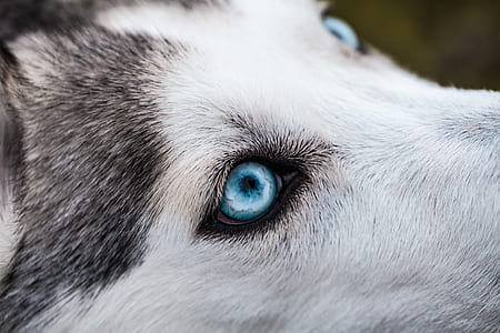 white and black Siberian husky thumbnail