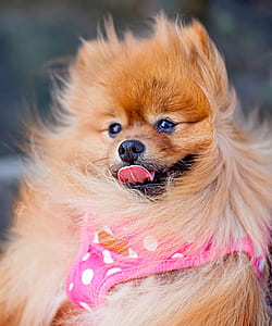 animal, dog, pet, cute thumbnail