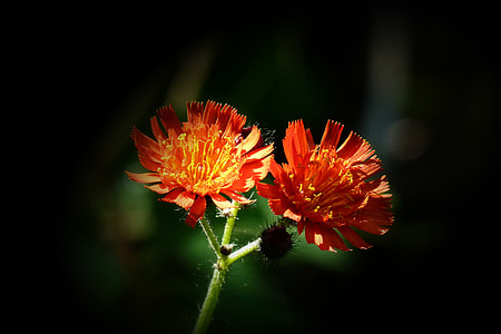 Orange Red King Devil, Orange Hawkweed thumbnail