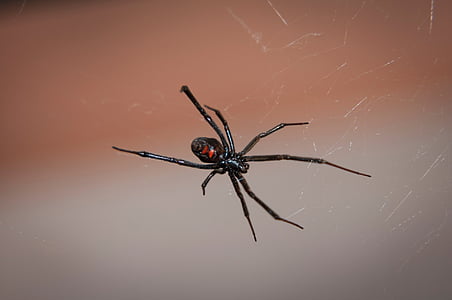 black widow spider in closeup photography thumbnail