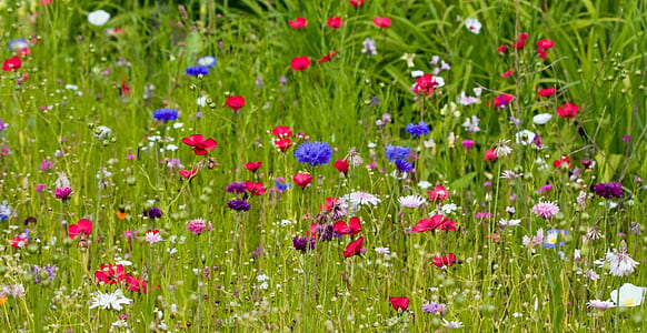 assorted color of flowers thumbnail