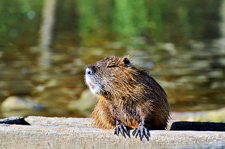 selective focus photography of rodent thumbnail
