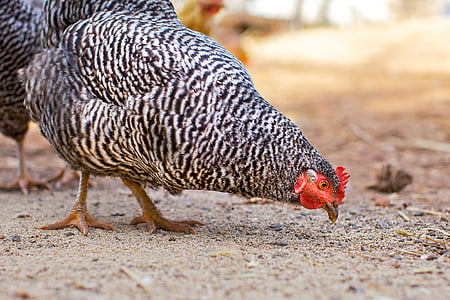 hen leaning forward towards ground thumbnail
