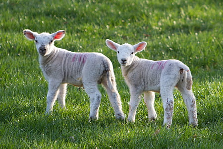 two lambs on grass field during daytime thumbnail