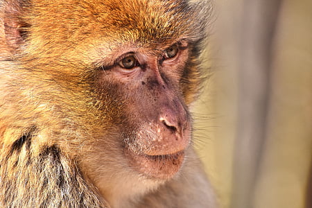 selective focus photography of brown monkey thumbnail