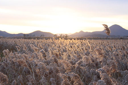 green grass field near mountains during daytime thumbnail