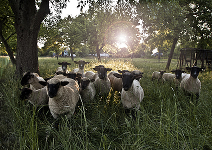 group of sheeps on grass thumbnail