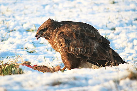 Close-up of Eagle thumbnail