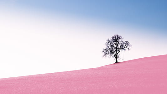black tree during daytime photo thumbnail